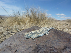 Phrynosoma platyrhinos
