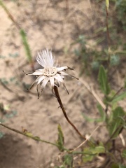 Sonchus megalocarpus