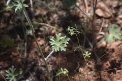 Delphinium hansenii ewanianum