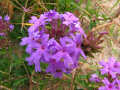 Glandularia selloi