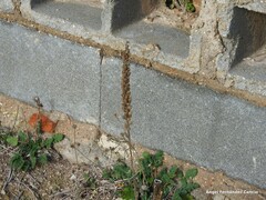 Reseda suffruticosa