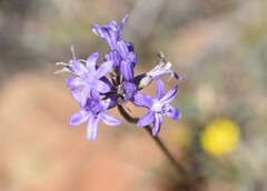 Dichelostemma multiflorum