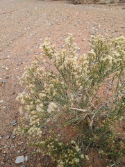 Ericameria paniculata