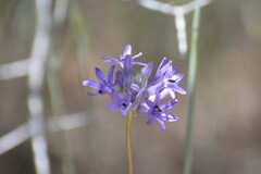 Dichelostemma multiflorum