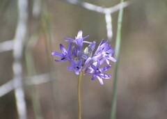 Dichelostemma multiflorum