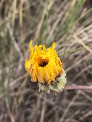 Sonchus megalocarpus