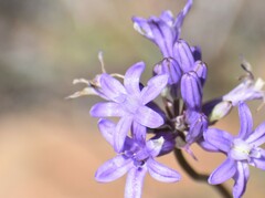 Dichelostemma multiflorum