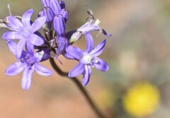 Dichelostemma multiflorum