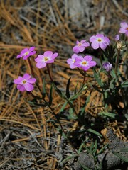 Phlox dolichantha