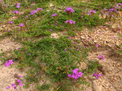 Glandularia selloi