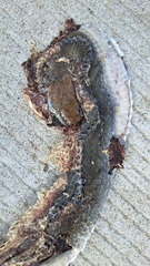 Masticophis mentovarius