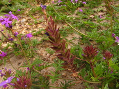 Glandularia selloi