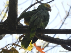 Amazona oratrix