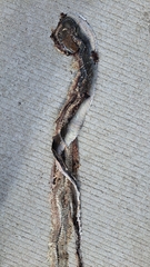 Masticophis mentovarius