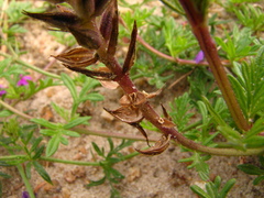 Glandularia selloi