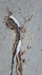 Masticophis mentovarius