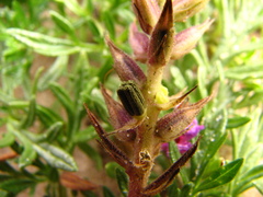 Glandularia selloi