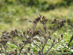 Centaurea calcitrapa
