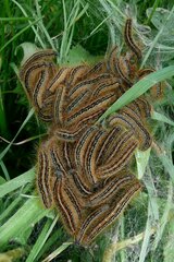 Malacosoma alpicolum