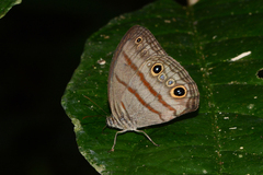 Megeuptychia antonoe