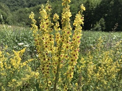Verbascum nigrum