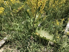 Verbascum nigrum