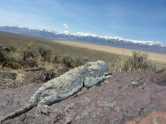 Phrynosoma platyrhinos