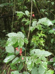 Paullinia