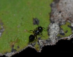 Crematogaster ashmeadi