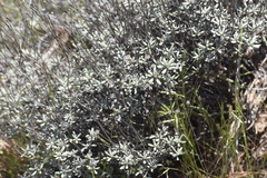 Eriogonum tripodum