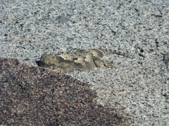 Phrynosoma platyrhinos