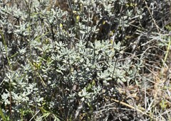 Eriogonum tripodum