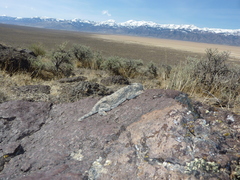 Phrynosoma platyrhinos