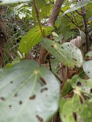 Piper excelsum excelsum