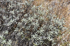 Eriogonum tripodum