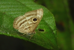Leucochimona hyphea