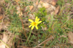 Microseris walteri