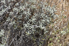 Eriogonum tripodum