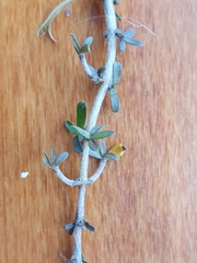 Coprosma decurva