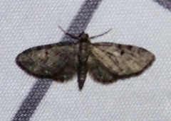 Eupithecia