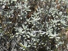 Eriogonum tripodum