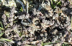 Camphorosma monspeliaca