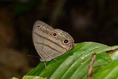 Megeuptychia antonoe