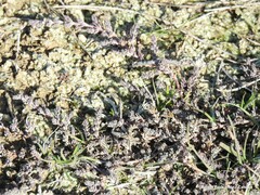 Camphorosma monspeliaca