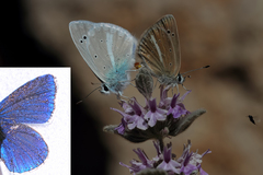 Polyommatus sertavulensis