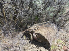 Phrynosoma platyrhinos