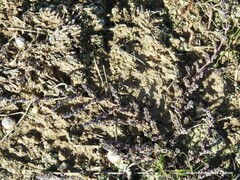 Camphorosma monspeliaca