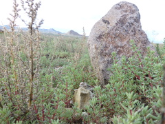 Phrynosoma platyrhinos