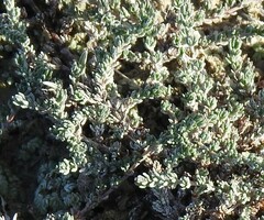 Camphorosma monspeliaca