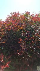 Photinia × fraseri